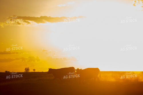 Cattle 1693