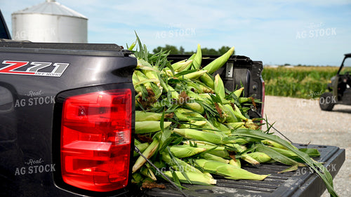Picking Sweer Corn 25258