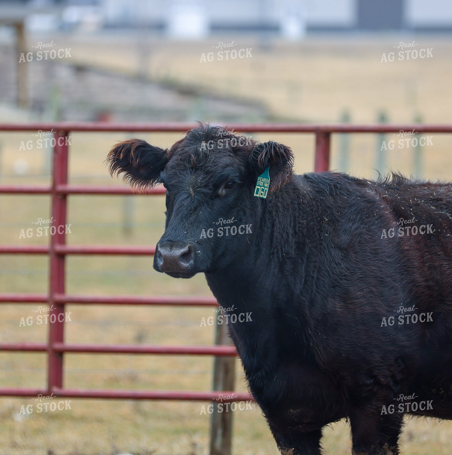 Black Angus Cattle 160468
