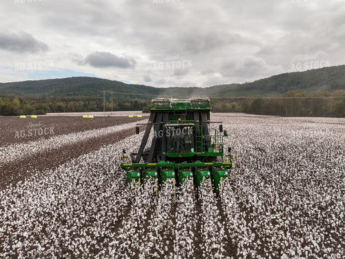 Cotton Harvest 128109