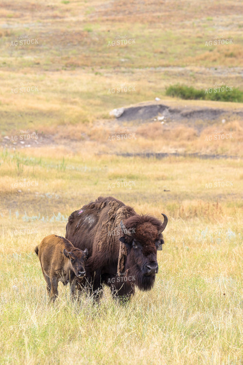 American Bison 261042