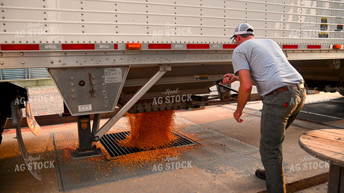 Farmer Unloading Corn from Hopper Bottom Semi to Grain Pit 25494