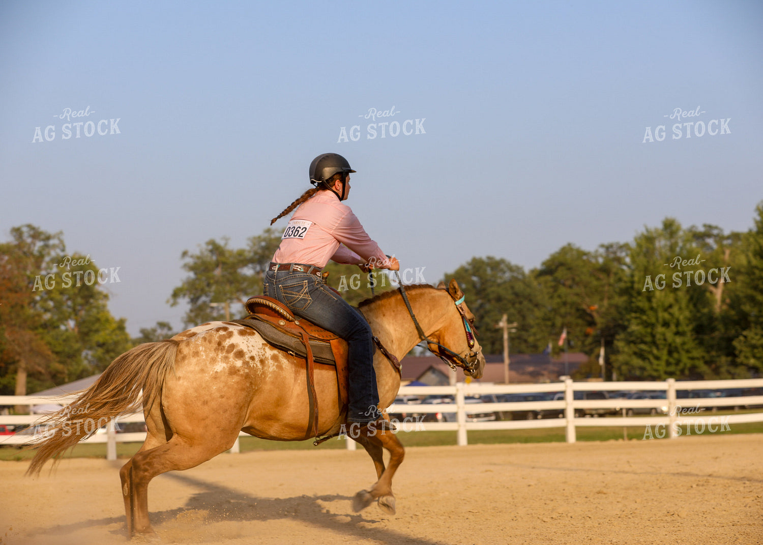 Equestrian Riding Horse 160071
