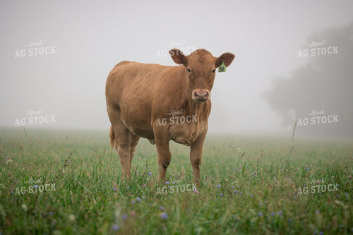 Limousin Cattle on Pasture 219137