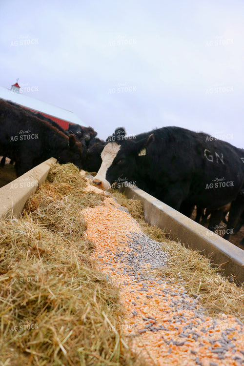 Cattle Eating at Feed Bunk 299297