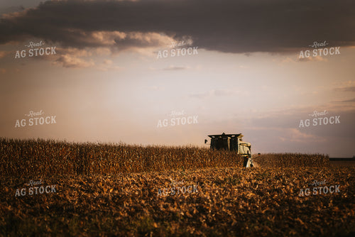 Corn Harvest 9370