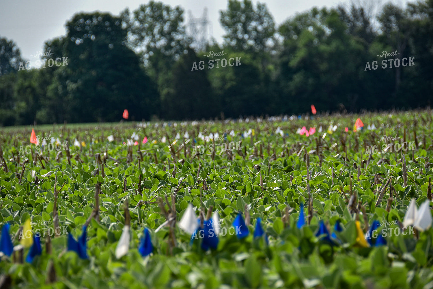 Flags in Soybean Field 84015