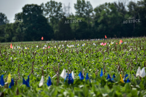 Flags in Soybean Field 84015