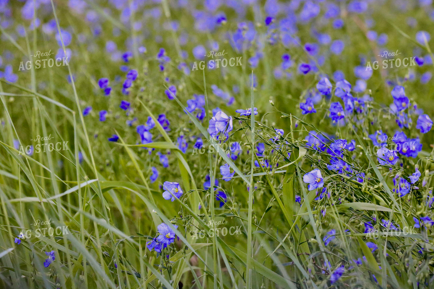 Flowers in Pasture 299263