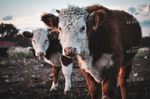 Hereford Cattle 59023