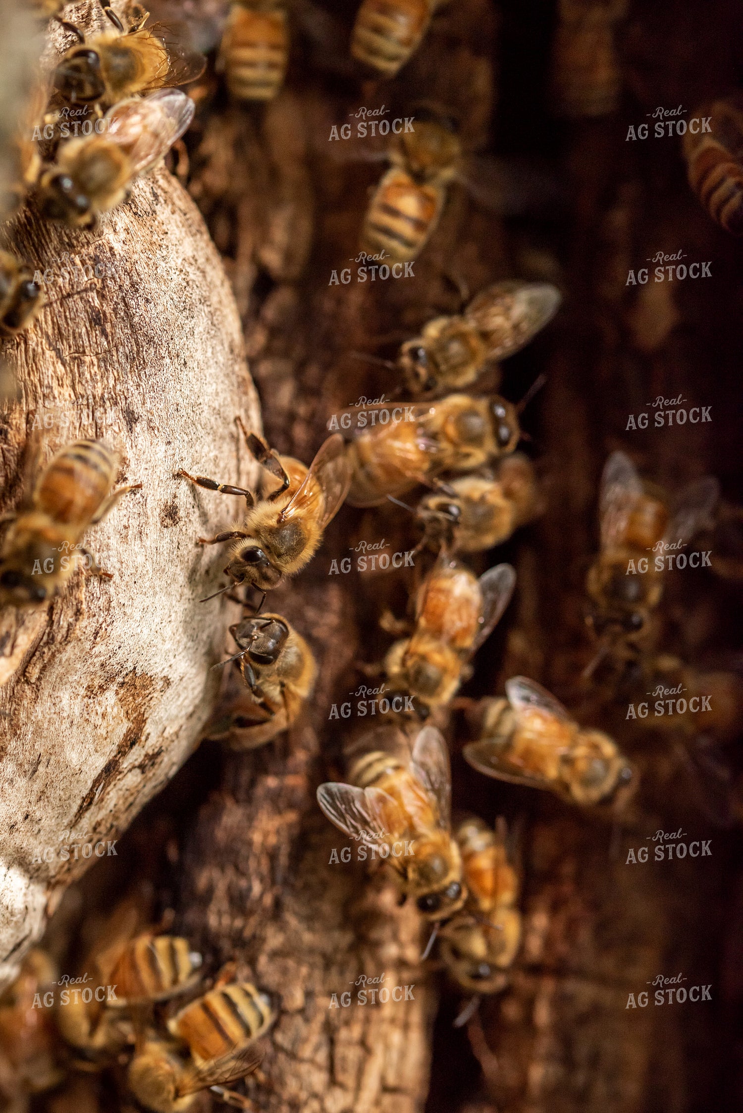 Bees 76408