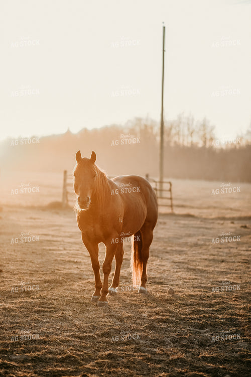 Horse in Pasture 64185