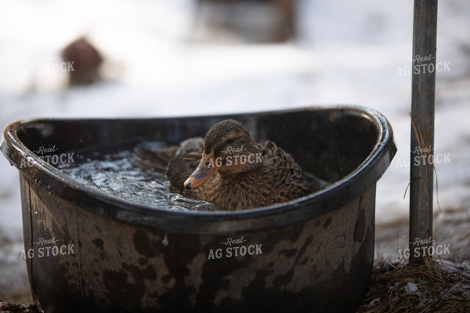 Duck in Water 117459