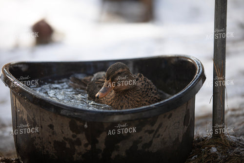 Duck in Water 117459