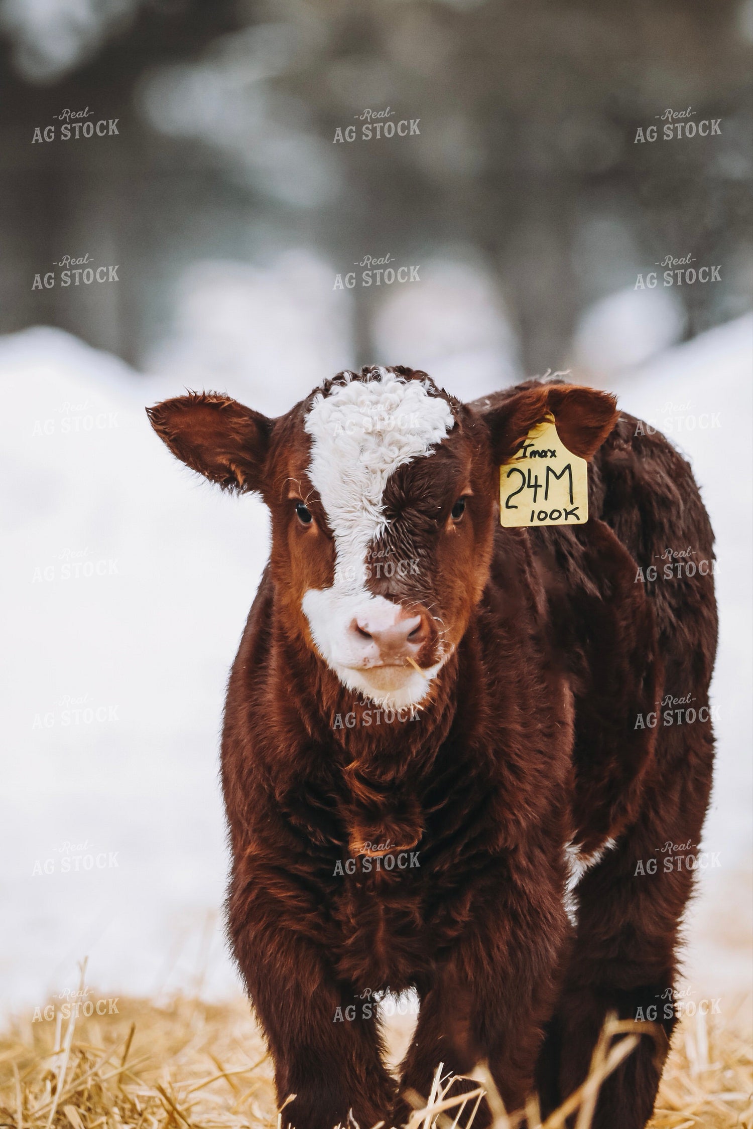 Simmental Calf 139019