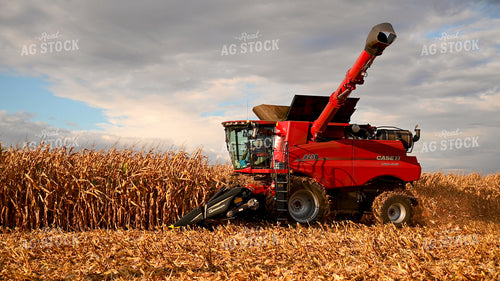Combine Harvesting Corn 25638