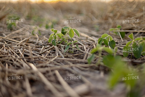 Early Season Soybeans 93280