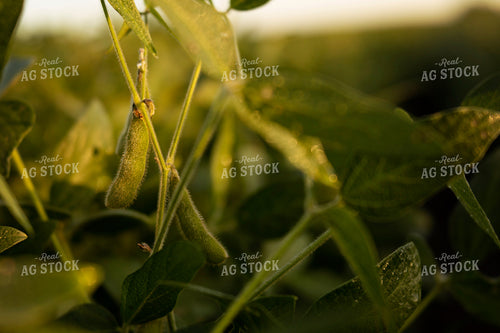 Soybeans - Mid-Season 4918
