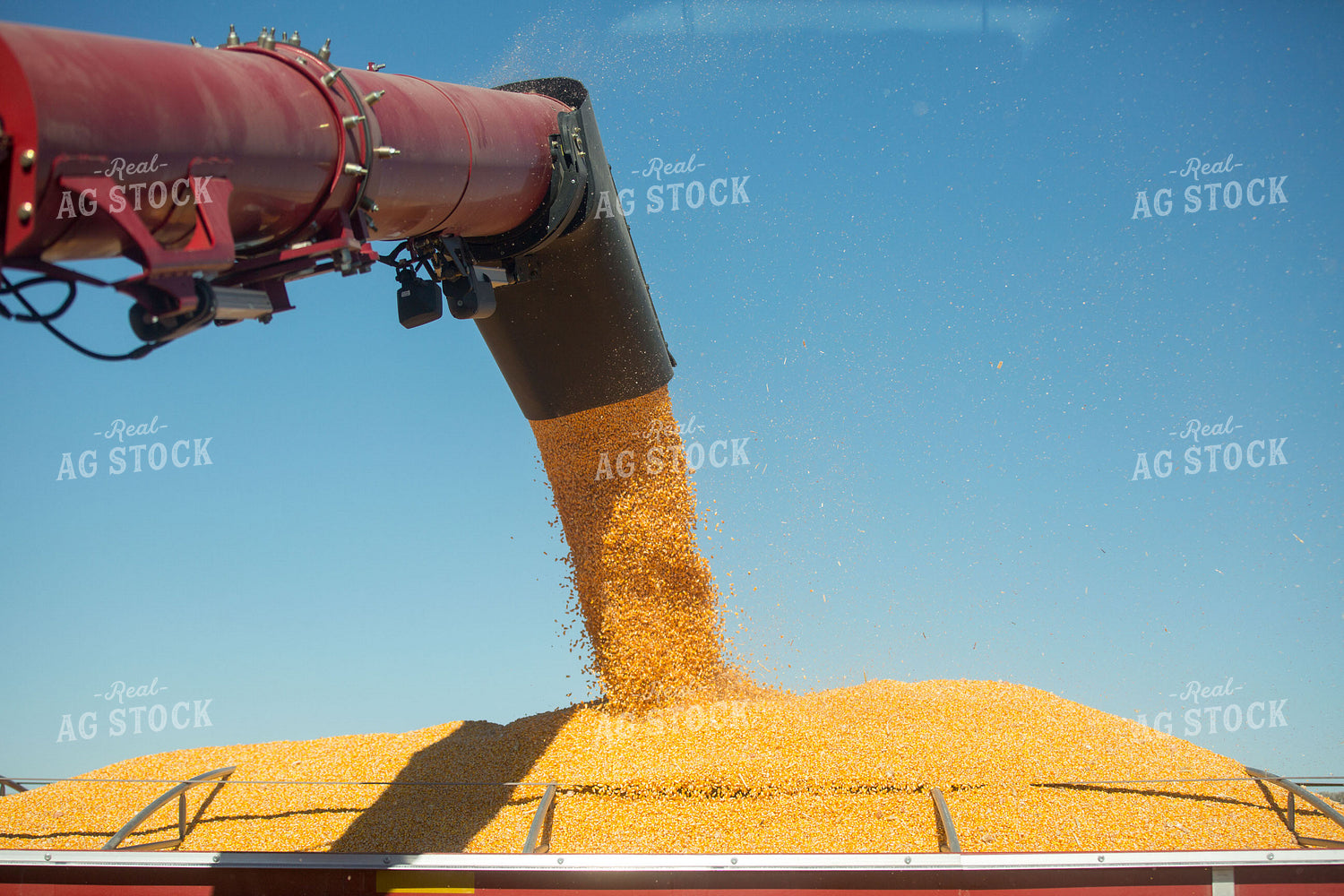 Unloading Harvested Corn 303049