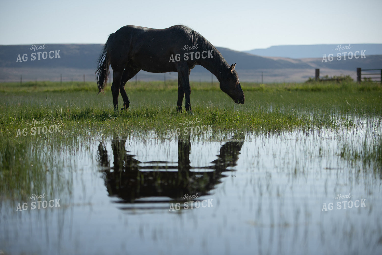 Horse and Reflection 78207