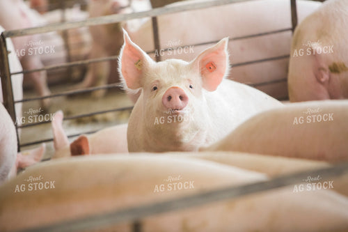 Pigs in Barn 3868