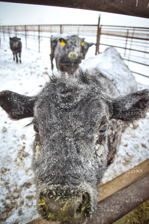 Angus Cattle in Pen in Snow 56256