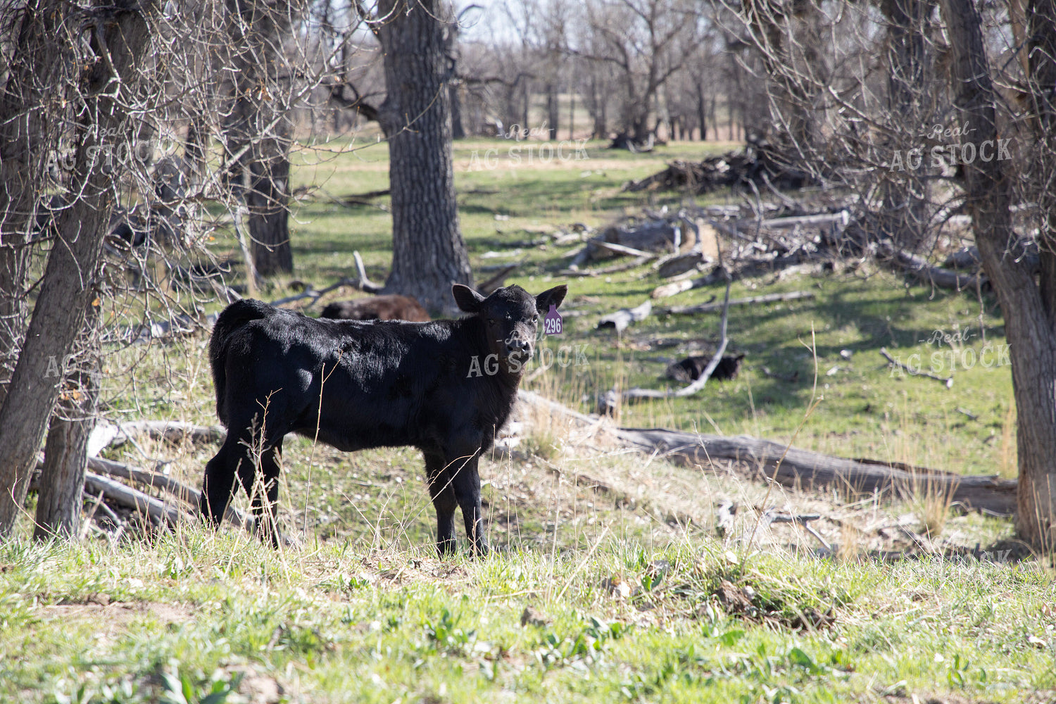 Black Angus Calf on Pasture 117244