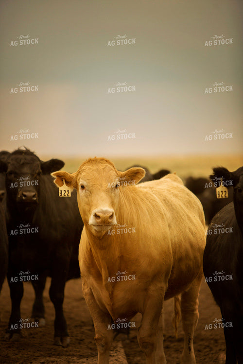 Feedyard Cattle 3847
