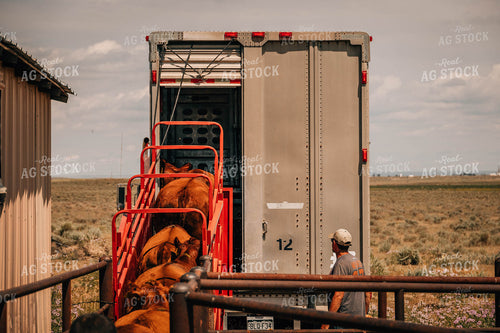 Angus Cattle in Chute with Farmer 97039