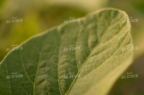 Early Growth Soybeans 191204