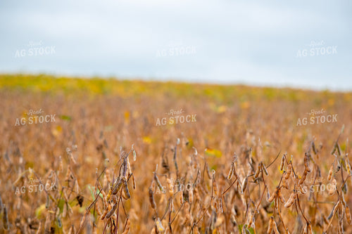 Replanted Soybean Field Maturing at Different Rates 25488