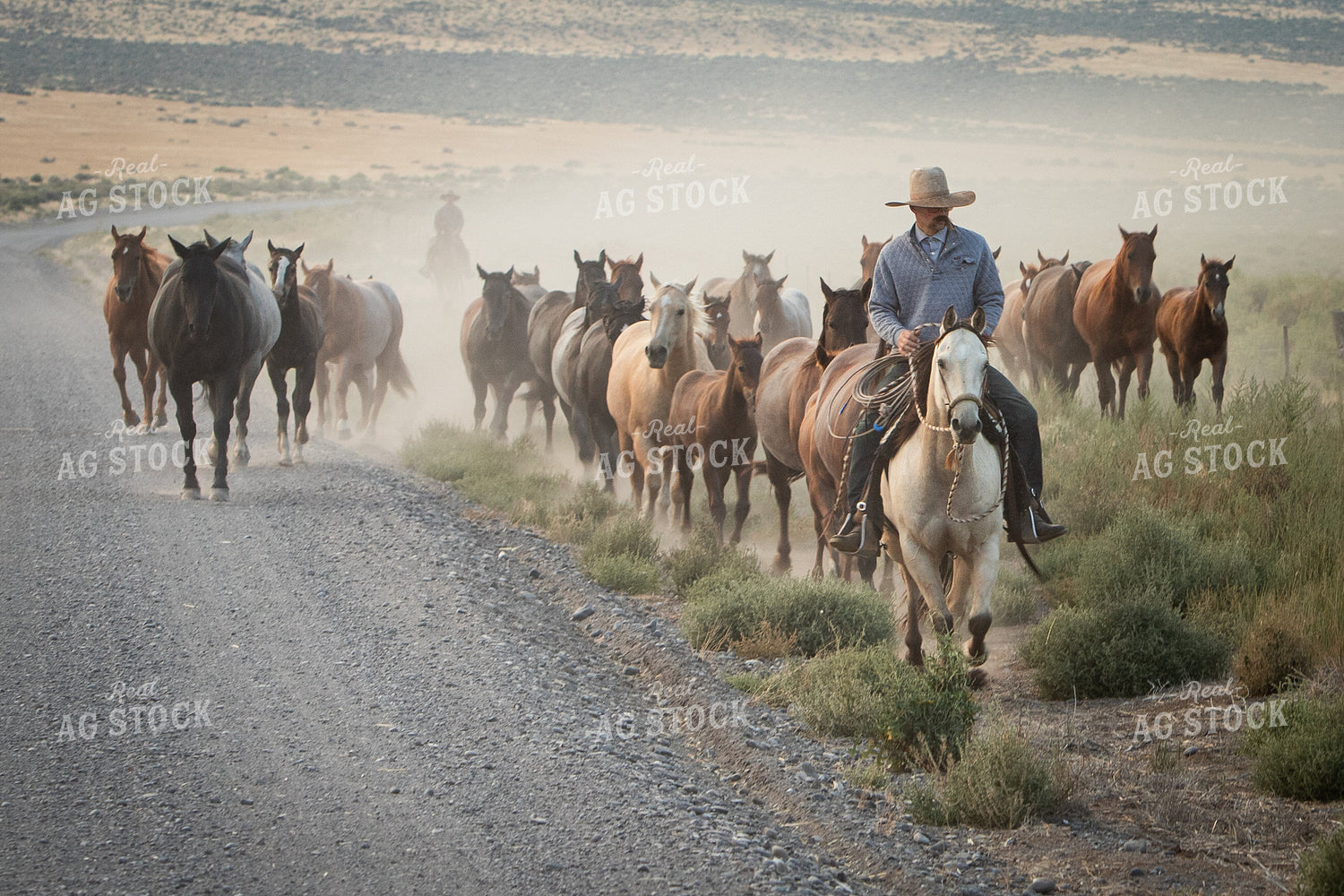 Moving Horses 78255