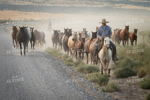 Moving Horses 78255