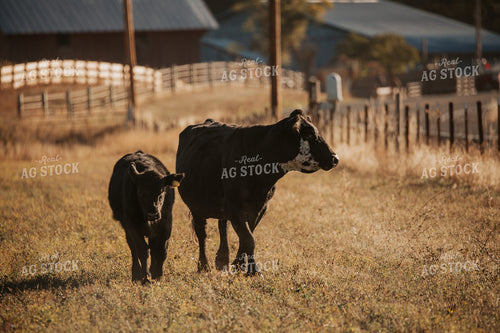Angus Cattle in Pasture 66053