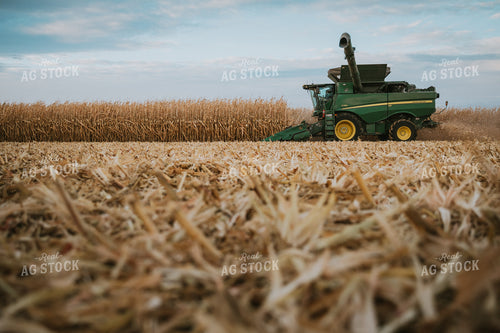 Corn Harvest 6929