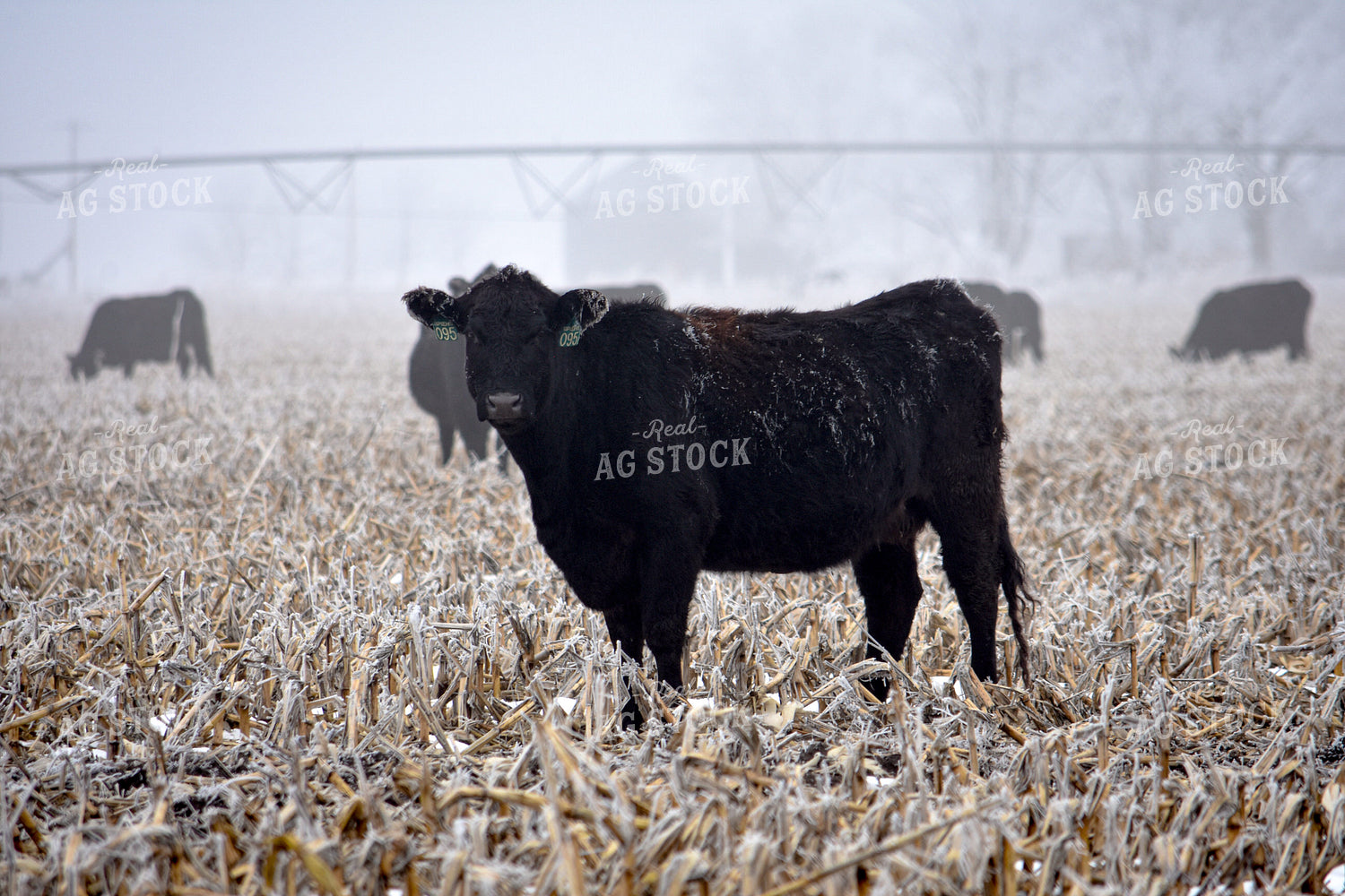 Cattle Grazing on Frozen Cornstalks 156082
