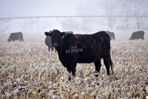 Cattle Grazing on Frozen Cornstalks 156082