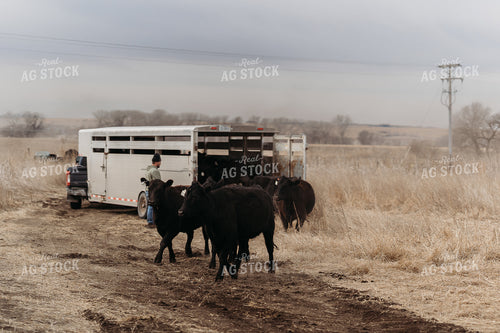 Unloading Cows on Pasture 196223