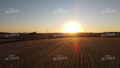 Aerial Drone of Soybean Harvest at Sunset in Field with Terraces 7365