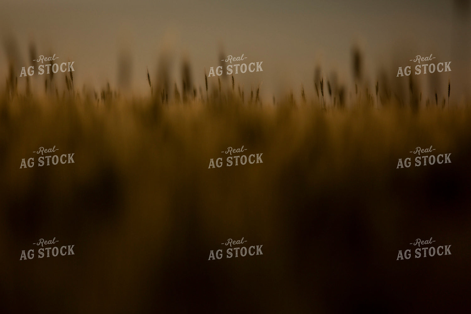 Wheat 2134