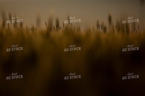Wheat 2134