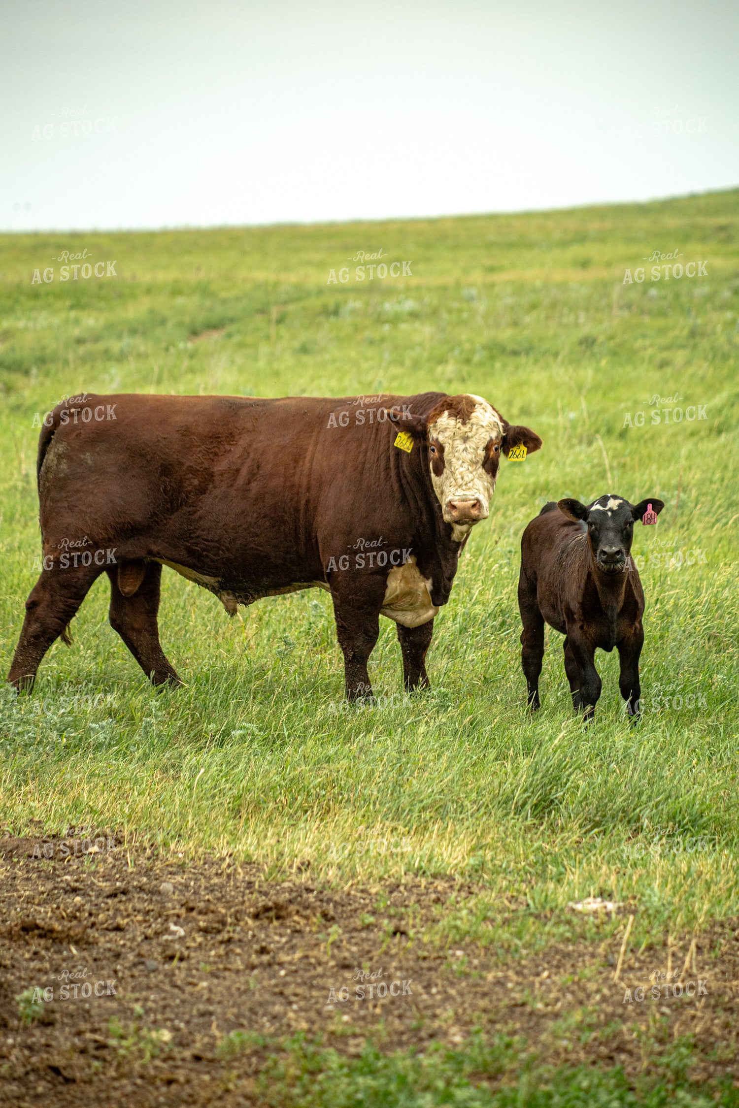 Cattle on Pasture 155611