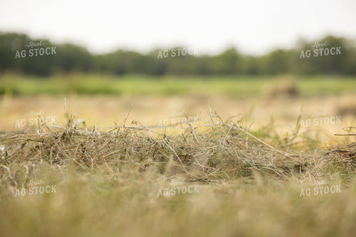 Cut Hay 143023