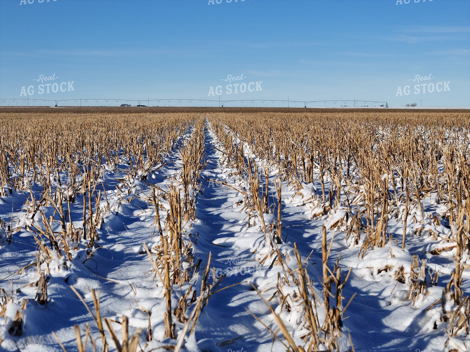 Snowy Milo Stubble 239472