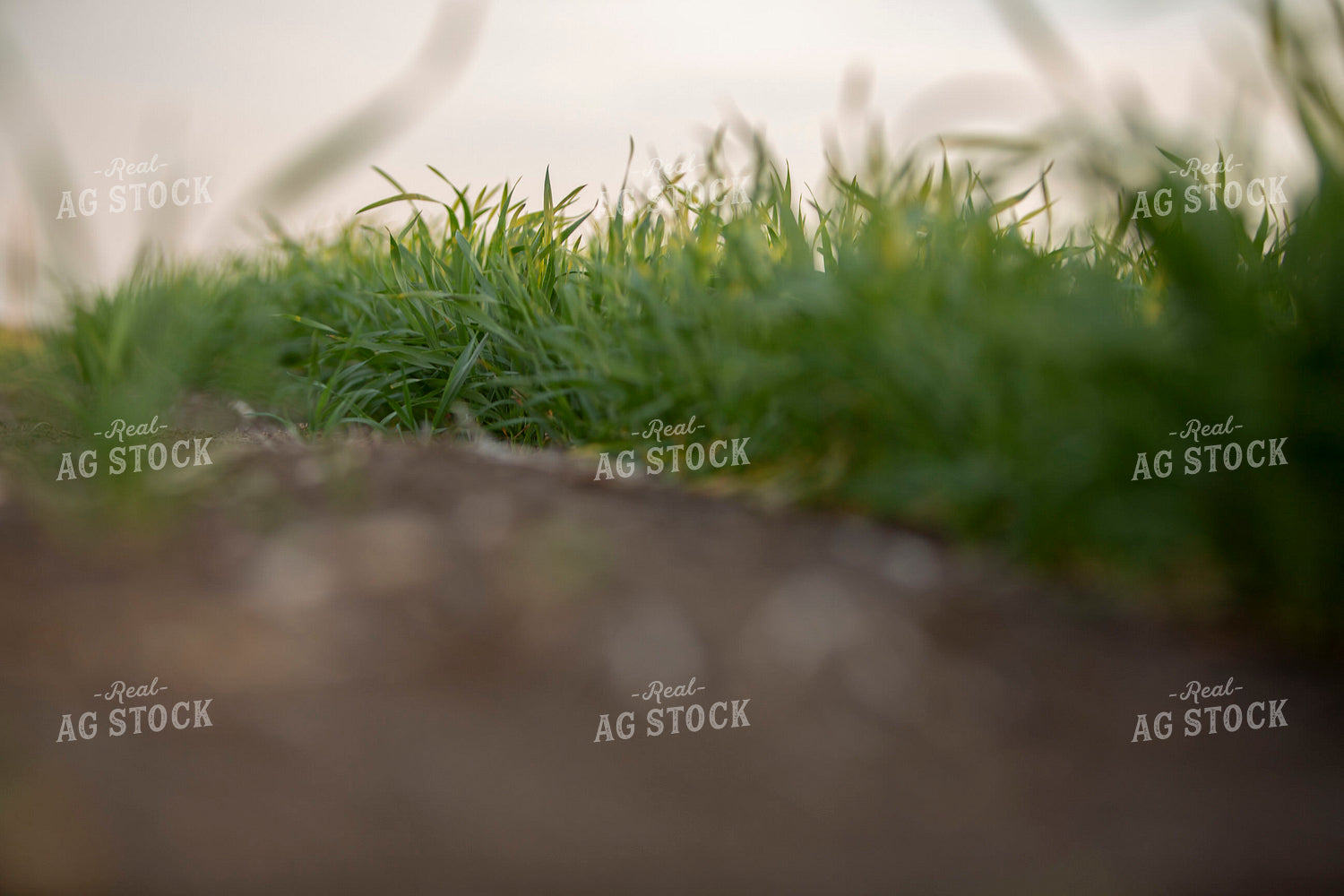 Wheat 2125