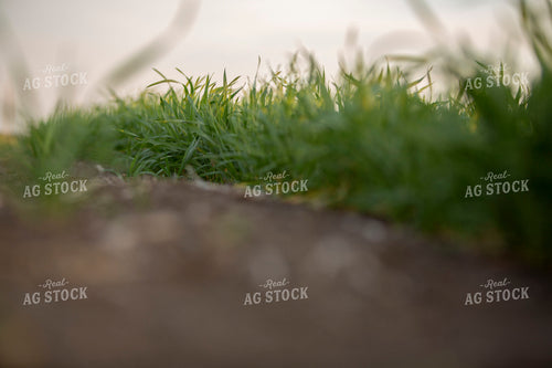 Wheat 2125