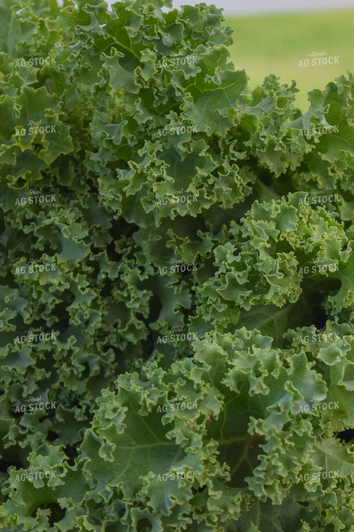 Kale 106022