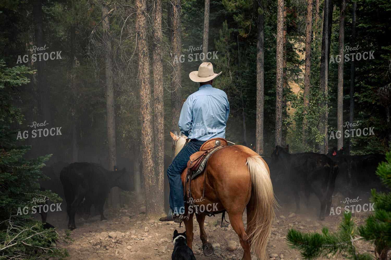 Moving Cattle on Forest Land 304063