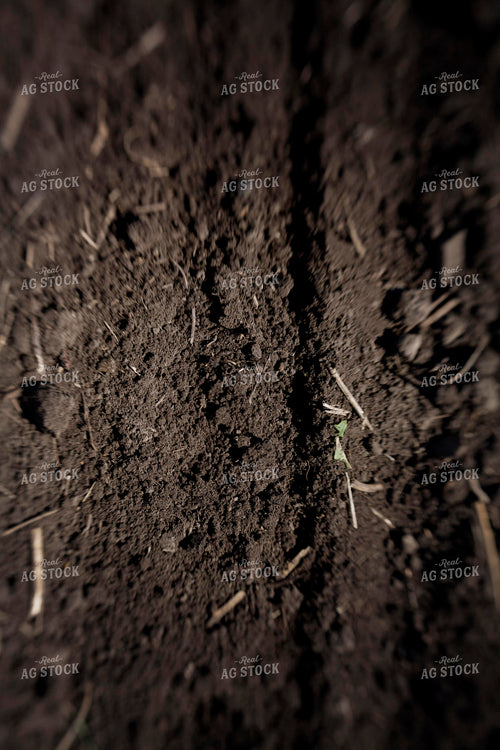 Planting 1983