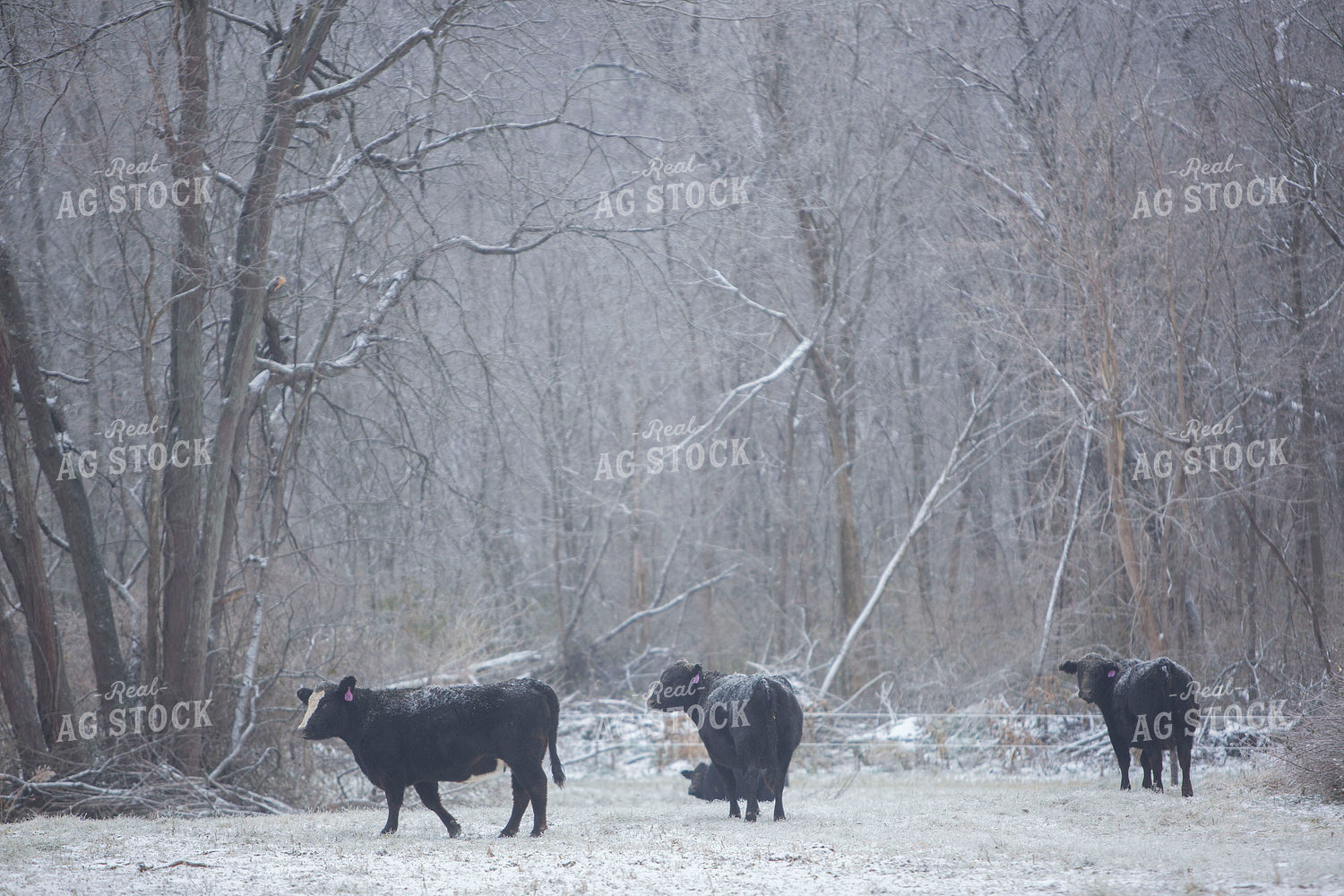 Cattle 1661